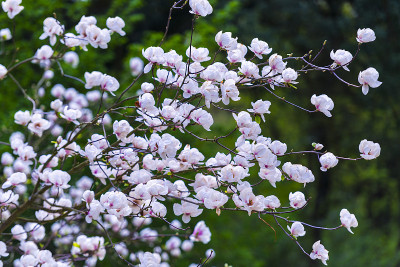 木兰的花