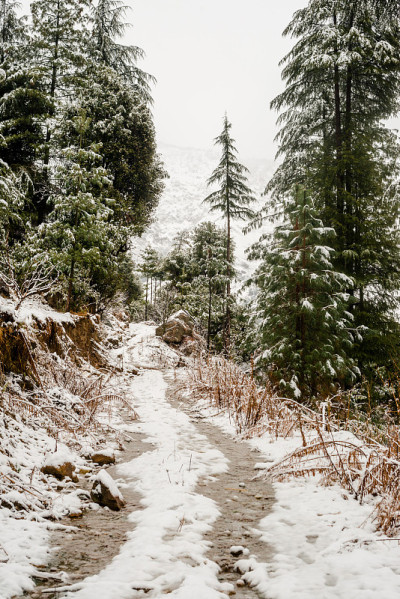雪覆盖的道路周围的雪松在喜马拉雅山