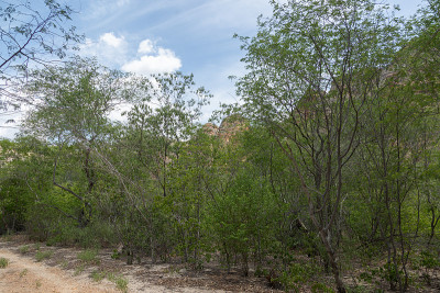 卡皮维拉Serra da Capivara的多叶Catinga