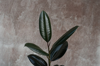 靠近绿色的橡胶植物在黑暗的背景。
