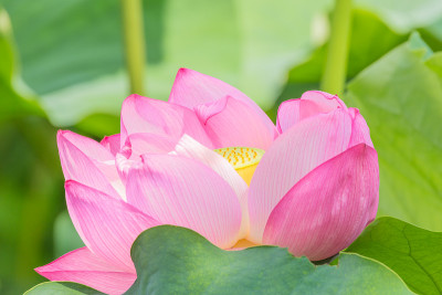 莲花