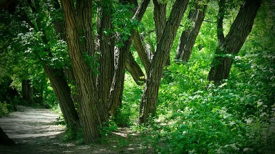依托比科克溪的夏日绿意