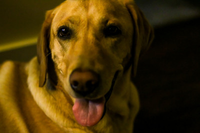 纯种拉布拉多寻回犬