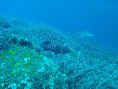 地中海鱼