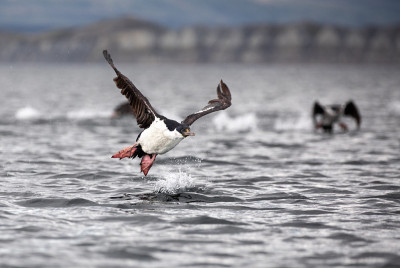 Cormorrán在智利南部海域真正登陆。
