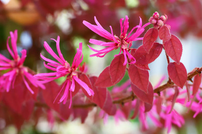 鲜红的红花流苏花在公园里怒放
