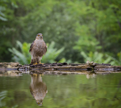 sparrowhawk