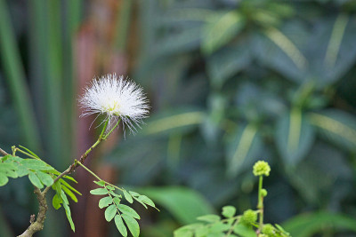 Calliandra haematocephala