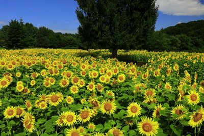 岩手夏日向日葵田