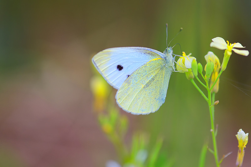小白蝴蝶(Pieris Rapae)，俗称白白菜
