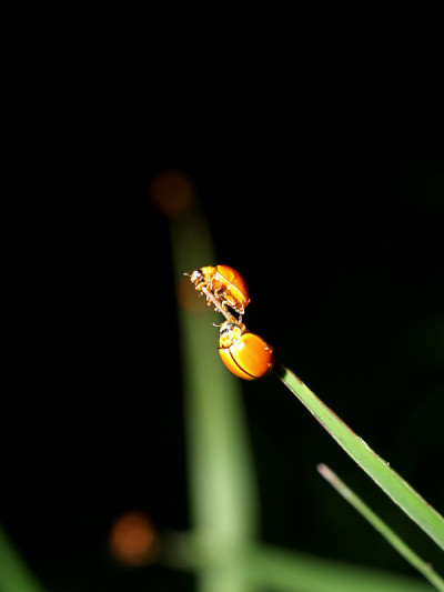 虫昆虫