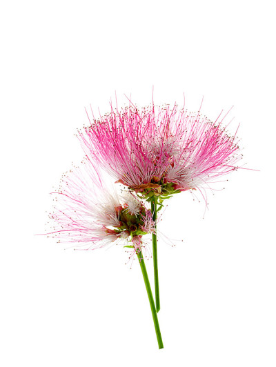 近花雨树