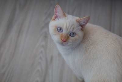 英国短毛猫