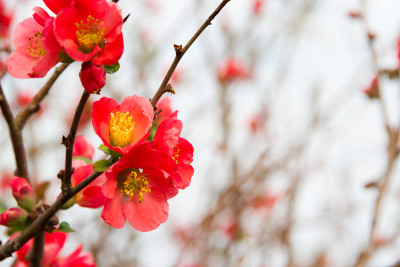花园里的榅桲花在春天开放