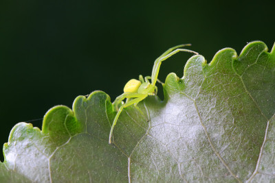 野生植物上的蟹蛛