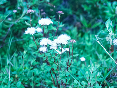 楚科特卡的苔原植物、草和花。