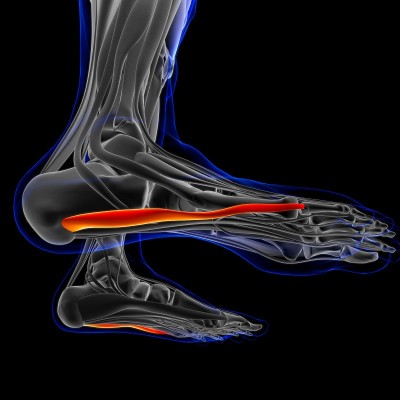 Abductor Digiti Minimi Muscle Anatomy For Medical 