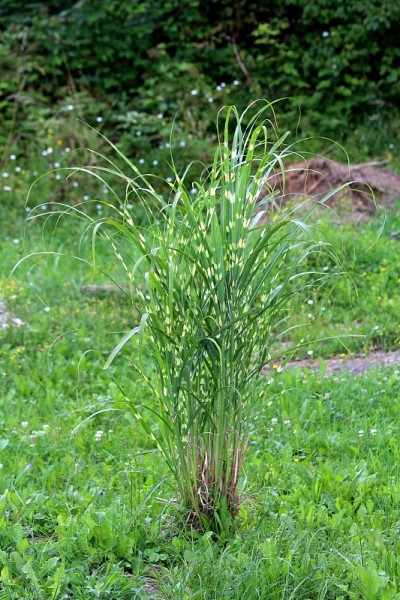 斑马草或芒属多年生观赏草植物，叶片绿色，有浅黄色横带