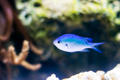 水族馆里的蓝宝石魔鬼鱼