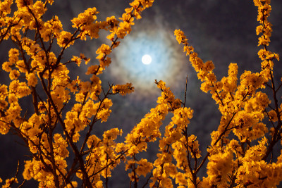 在满月的微光下，杏树的花枝映衬着蓝色的夜空