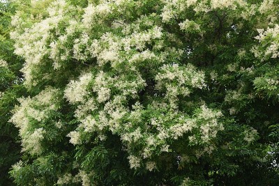 弗拉西努斯格里菲斯花