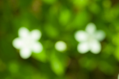 小花园里姹紫嫣红。