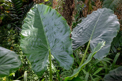大象耳植物的巨大叶子
