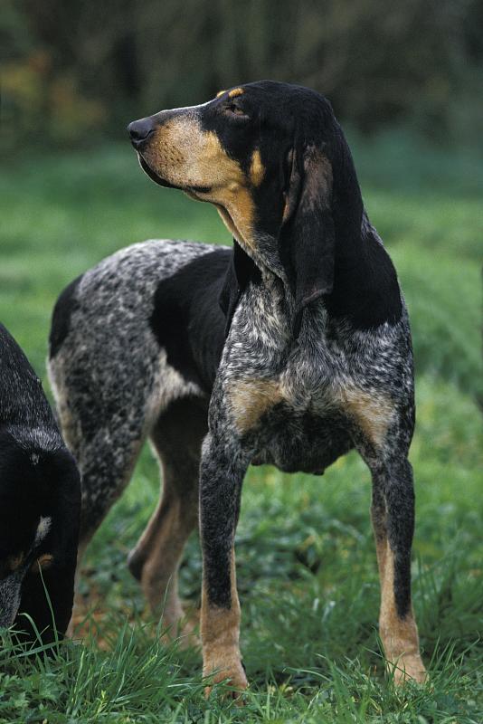 小蓝加斯科尼猎犬，站在草地上的狗