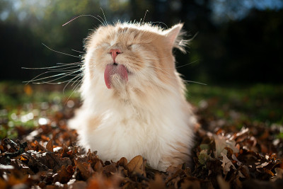长毛猫在户外梳毛