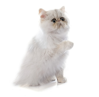 波斯的小猫