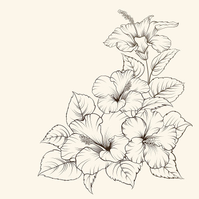 花的锦葵
