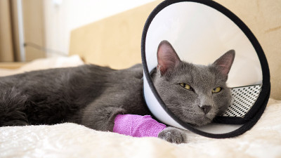 戴着兽医项圈的猫在床上睡着了