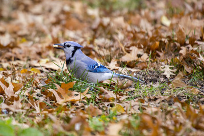 蓝鸟 (Cyanocitta cristata cristata)