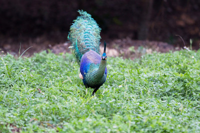 成年雄性绿孔雀或爪哇孔雀(Pavo muticus)