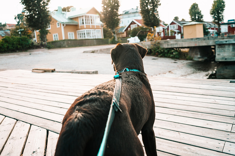 可爱的拉布拉多寻回犬