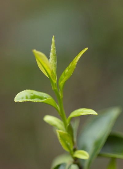 谷雨，清明节的春茶