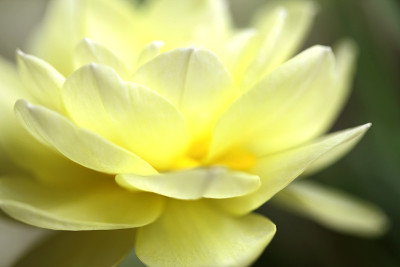 宏观的花