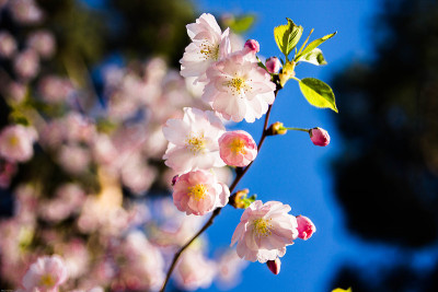 樱花。日本的樱桃。日本樱花枝。