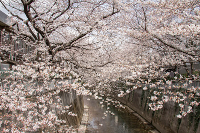 春天樱花盛开在神田河沿岸