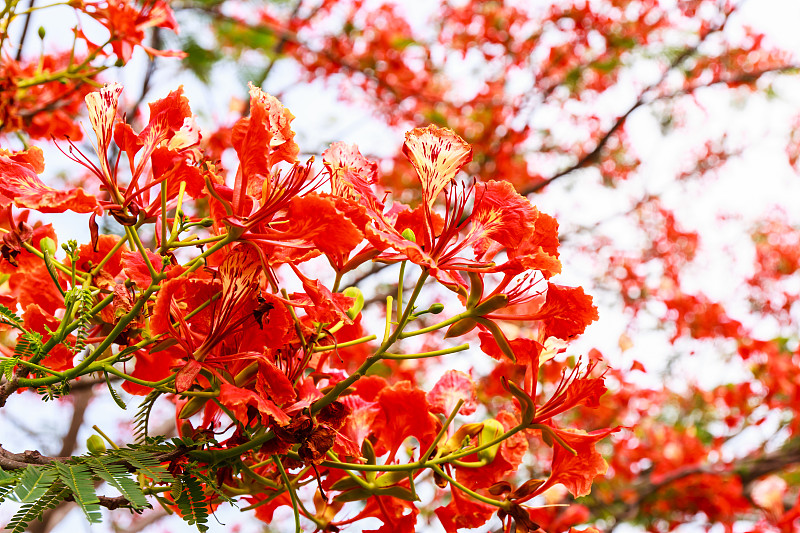 孔雀花
