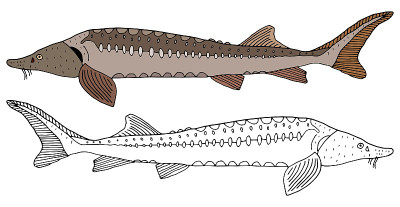 Sturgeon fish hand drawn, set. Beautiful fish in c