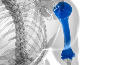 人体骨骼解剖肱骨3D渲染