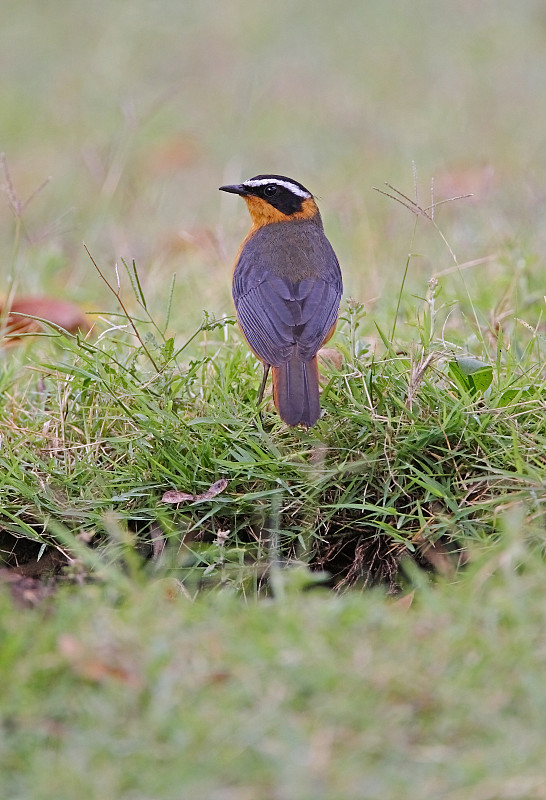 White-browed Robin-chat