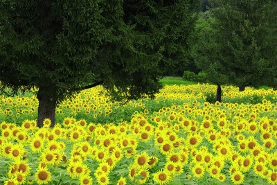 岩手夏日向日葵田