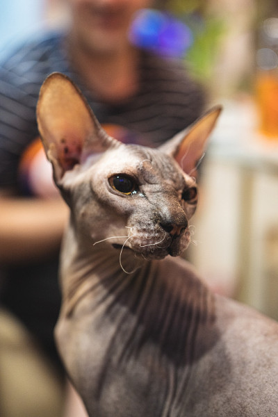 斯芬克斯猫，棕色鲭虎斑猫