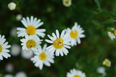 宏观的雏菊花