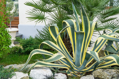 美丽的条纹叶美国龙舌兰(agave americana)或哨兵植物上粗棕榈背景在秋季索契。