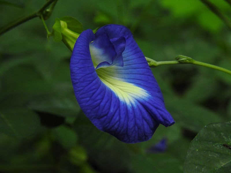 蓝阴蒂又称亚洲鸽翅花带纹