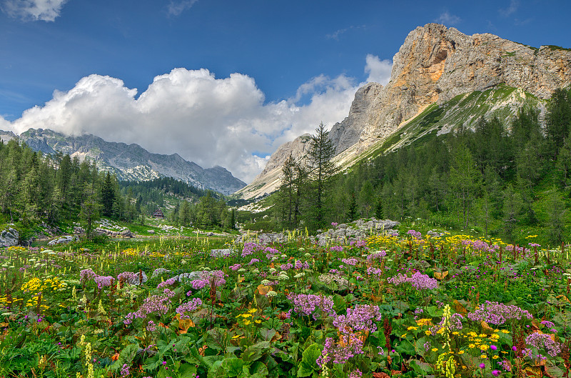 山上的草地上有花