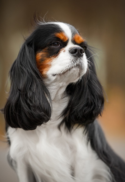 骑士国王查尔斯猎犬